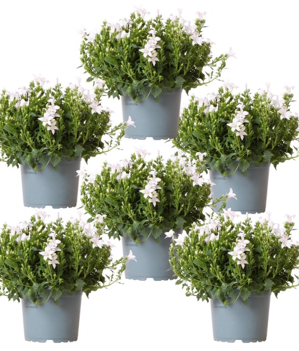 Campanula Addenda Ambella...