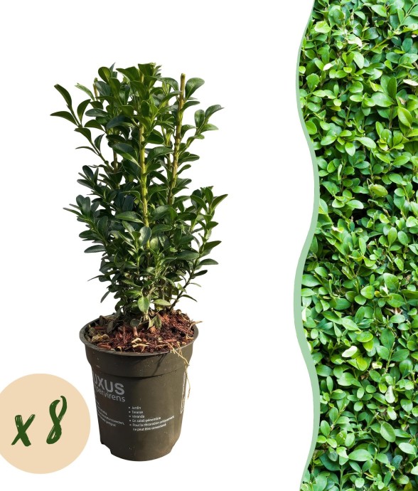 Buis sempervirens x8