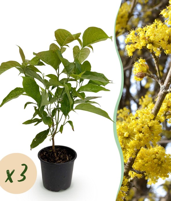 Cornouiller mâle Cornus mas x3