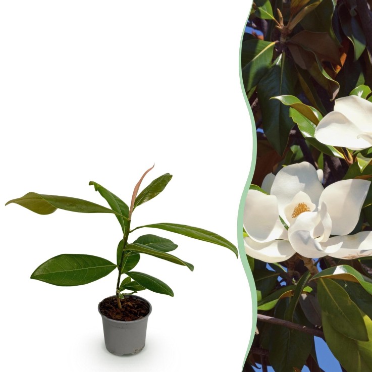 Magnolia grandiflora x1