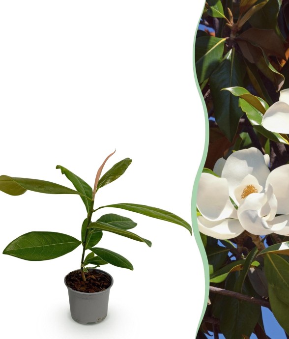 Magnolia grandiflora x1