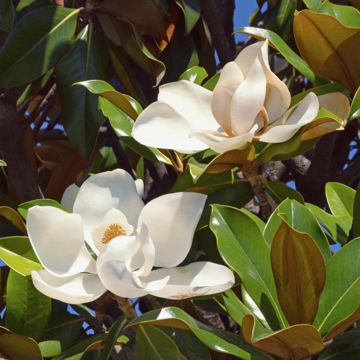 Magnolia grandiflora x1