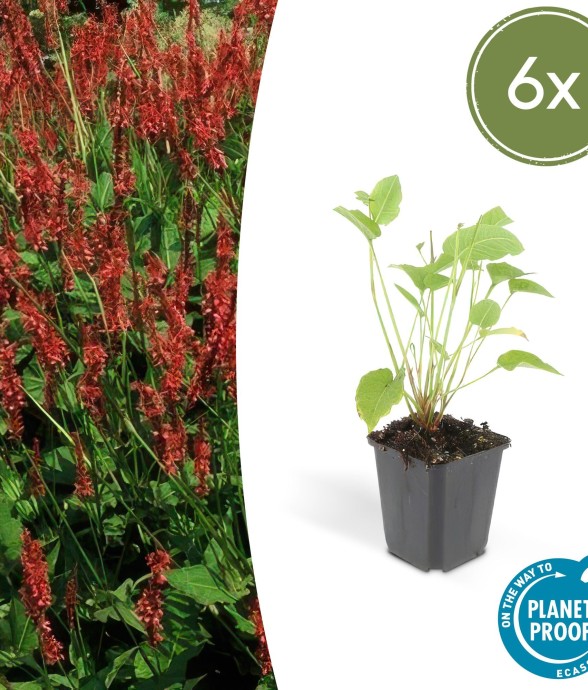 Renouée amplexicaule -  60