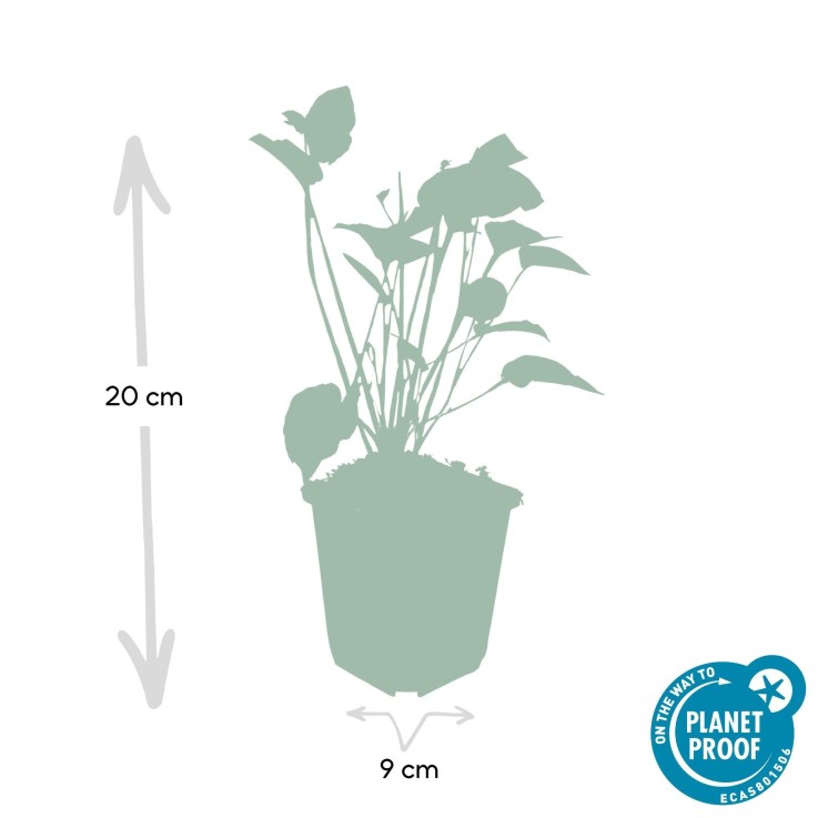 Renouée amplexicaule -  60