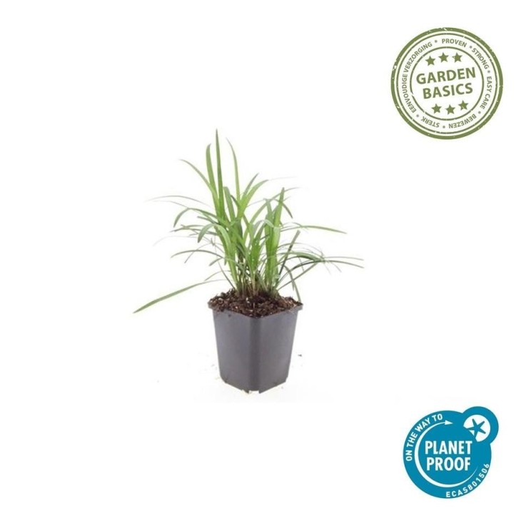 Ophiopogon - Herbe aux turquoises 'Moneymaker' -  60