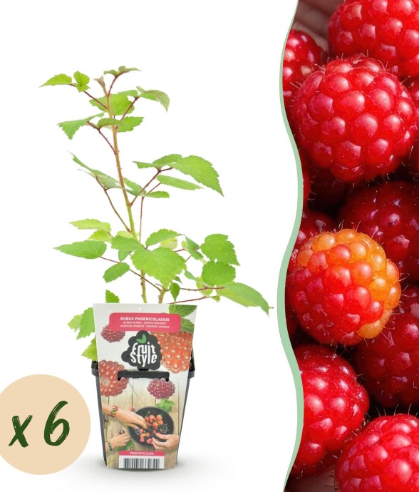 Framboisier japonais x6