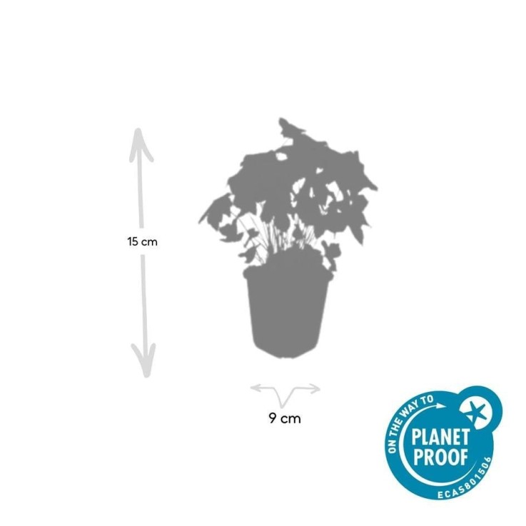 Géranium noueux -  60