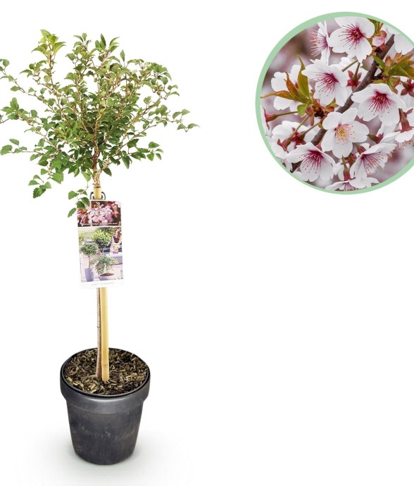 Prunus incisa Koujou-no-mai