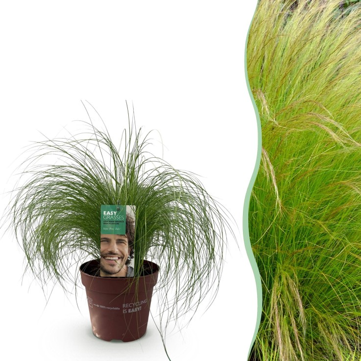 Cheveux d'ange Pony Tails