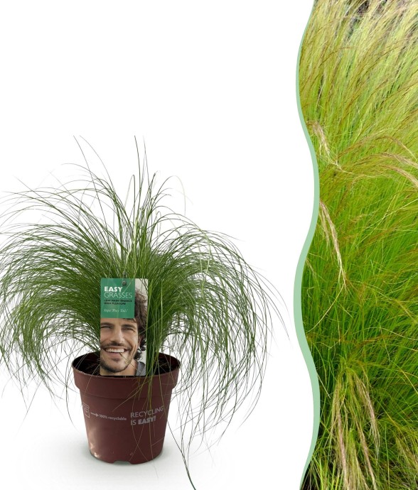 Cheveux d'ange Pony Tails