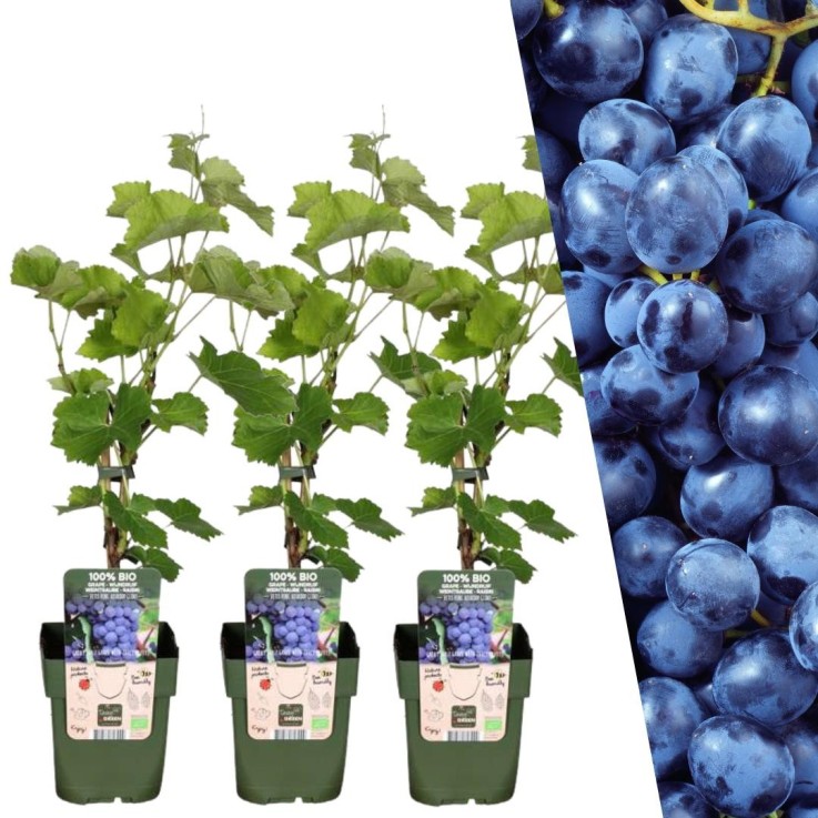 Vigne de raisin bio -  3