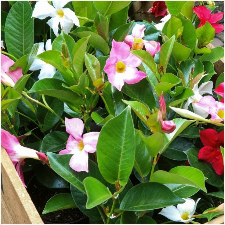 Dipladenia rouge, rose & blanc x6