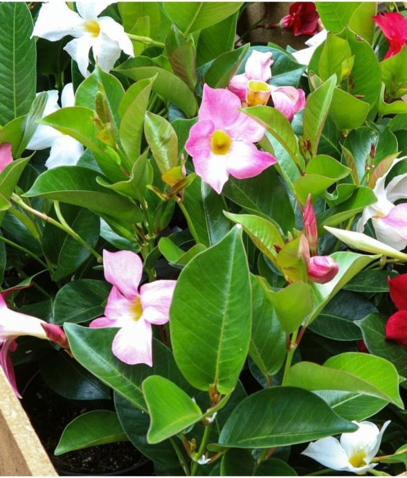 Dipladenia rouge, rose &...