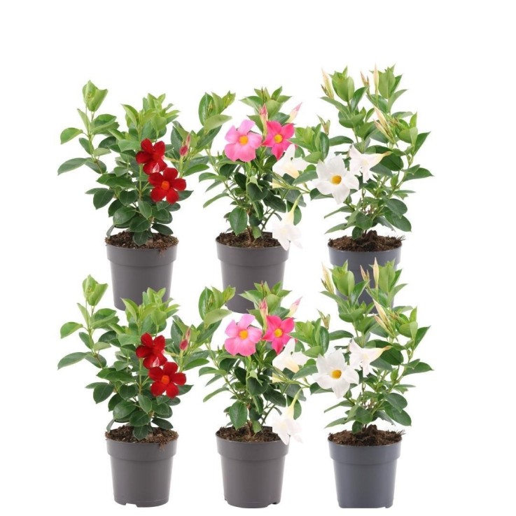 Dipladenia rouge, rose & blanc x6