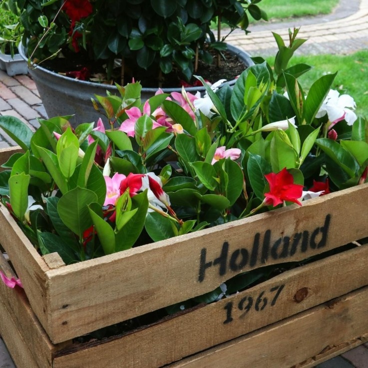 Dipladenia rouge, rose & blanc x6