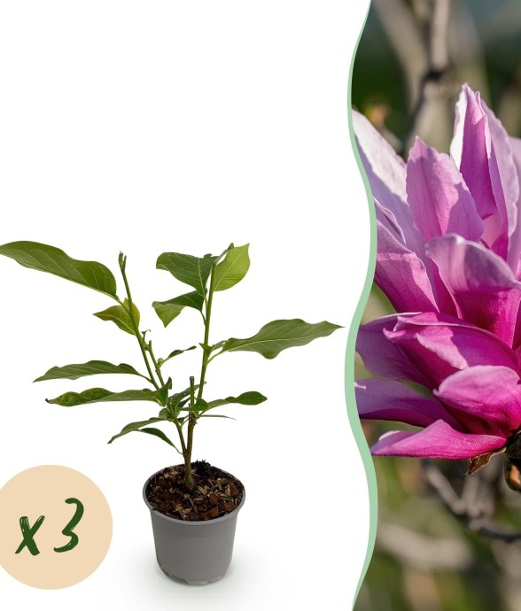 Magnolia liliiflora Nigra x3