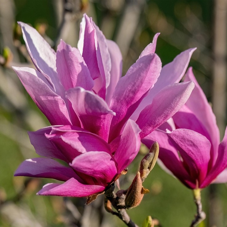 Magnolia liliiflora Nigra x3