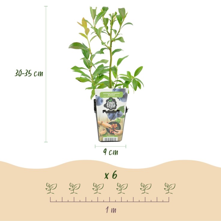 Myrtillier Bluecrop x6