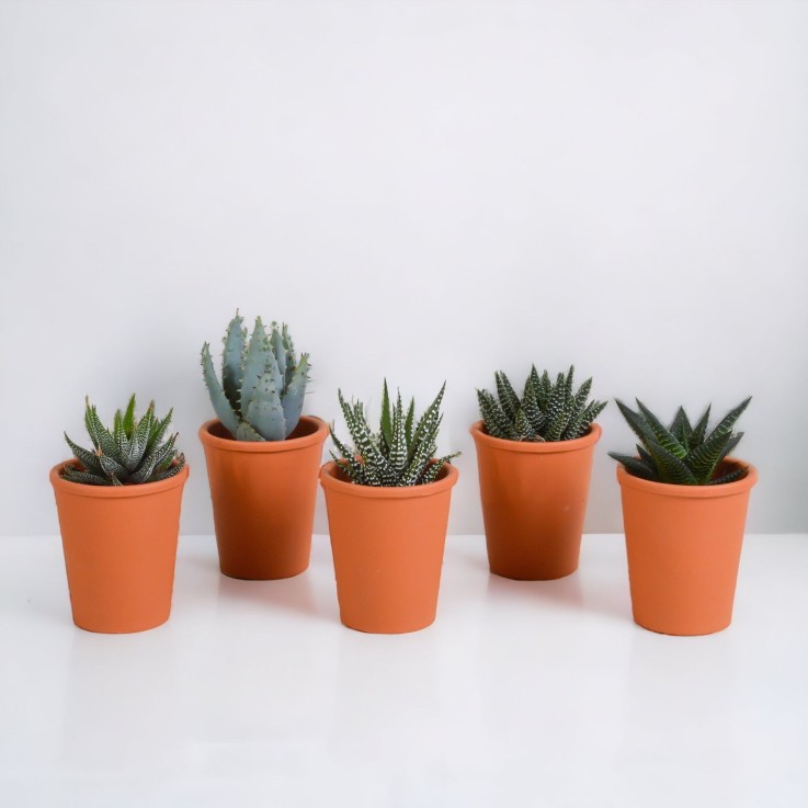 Coffret Gasteria, Haworthia et ses caches-pots terracotta - Lot de 5 plantes, h13cm