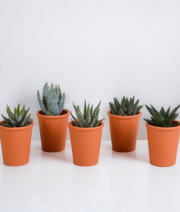 Coffret Gasteria, Haworthia...