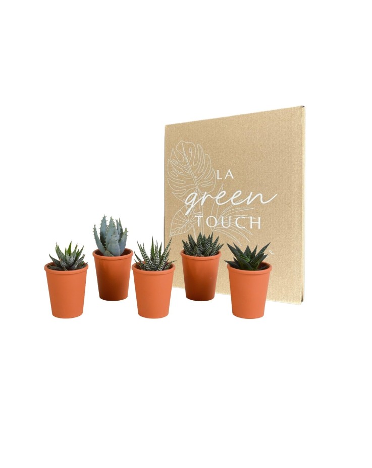 Coffret Gasteria, Haworthia et ses caches-pots terracotta - Lot de 5 plantes, h13cm