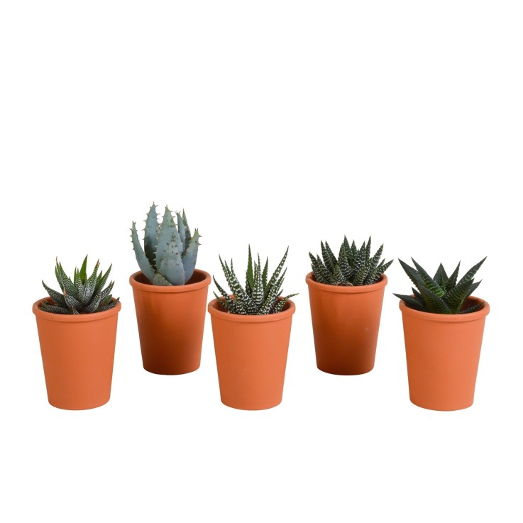 Coffret Gasteria, Haworthia et ses caches-pots terracotta - Lot de 5 plantes, h13cm