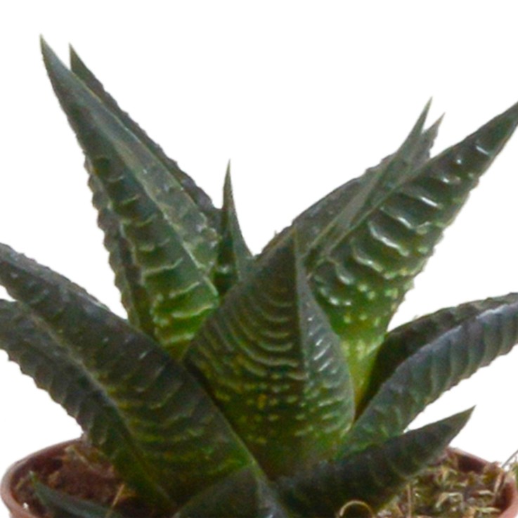 Coffret Gasteria, Haworthia et ses caches-pots terracotta - Lot de 5 plantes, h13cm
