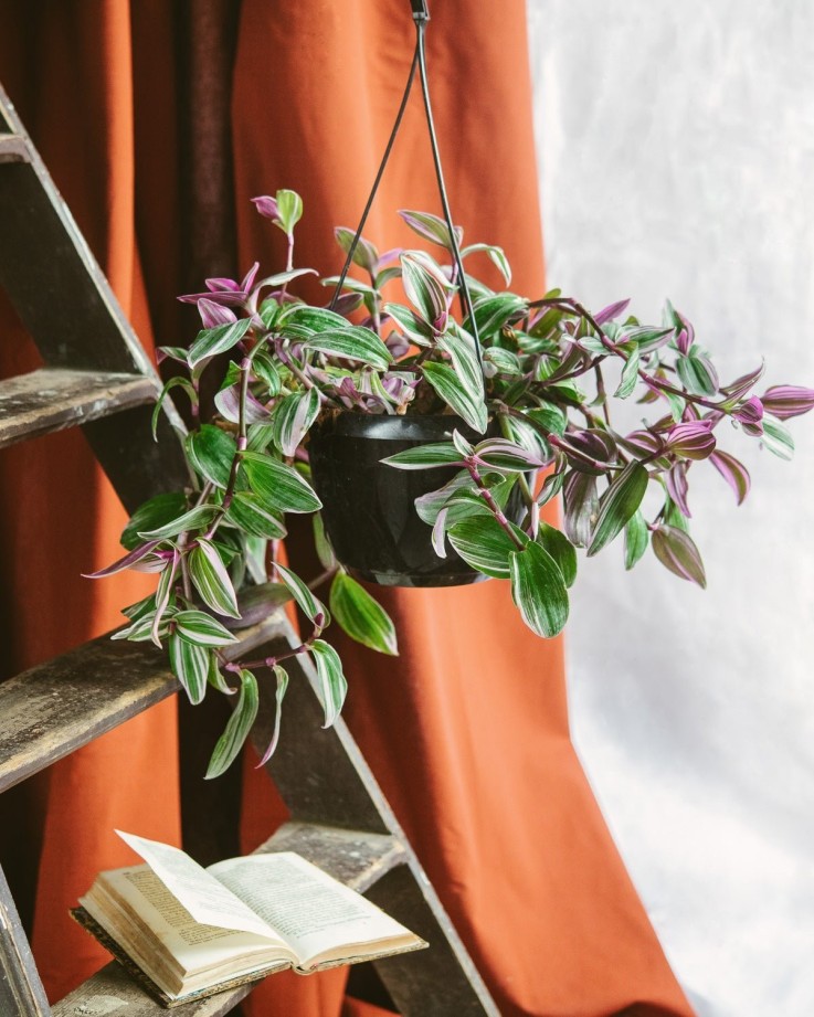 Tradescantia Zebrina Violette