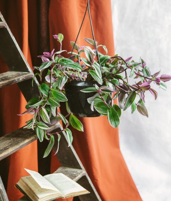 Tradescantia Zebrina Violette