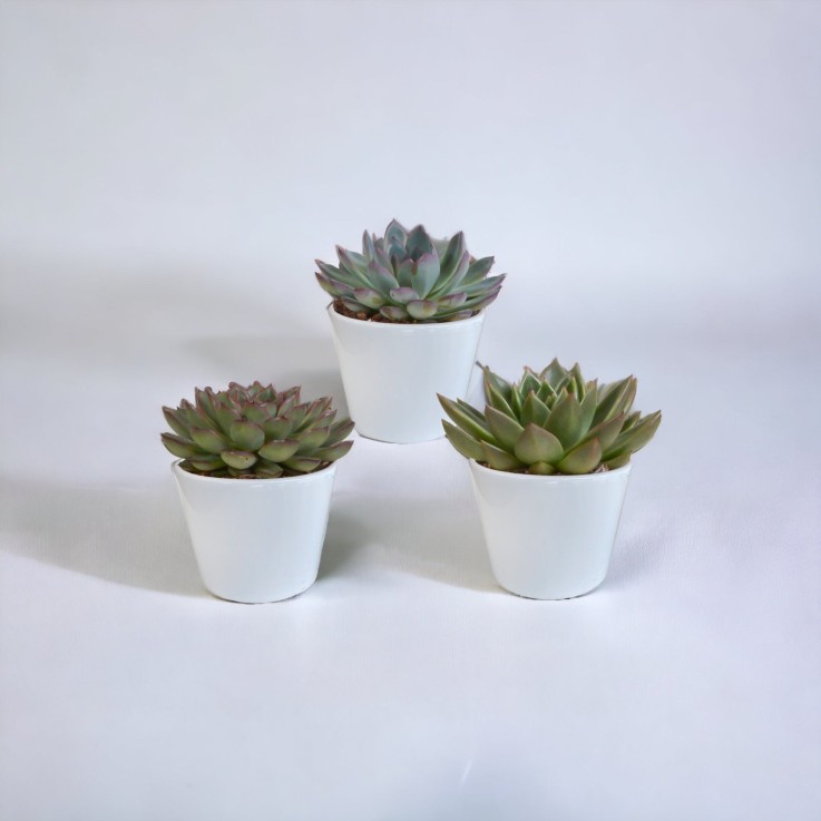 Coffret cadeau echeveria et ses caches-pots blancs - Lot de 3 plantes, h21cm