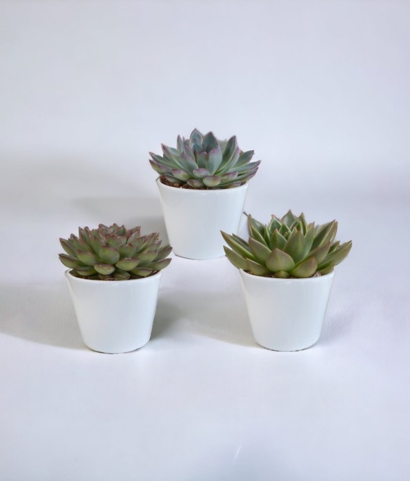 Coffret cadeau echeveria et...