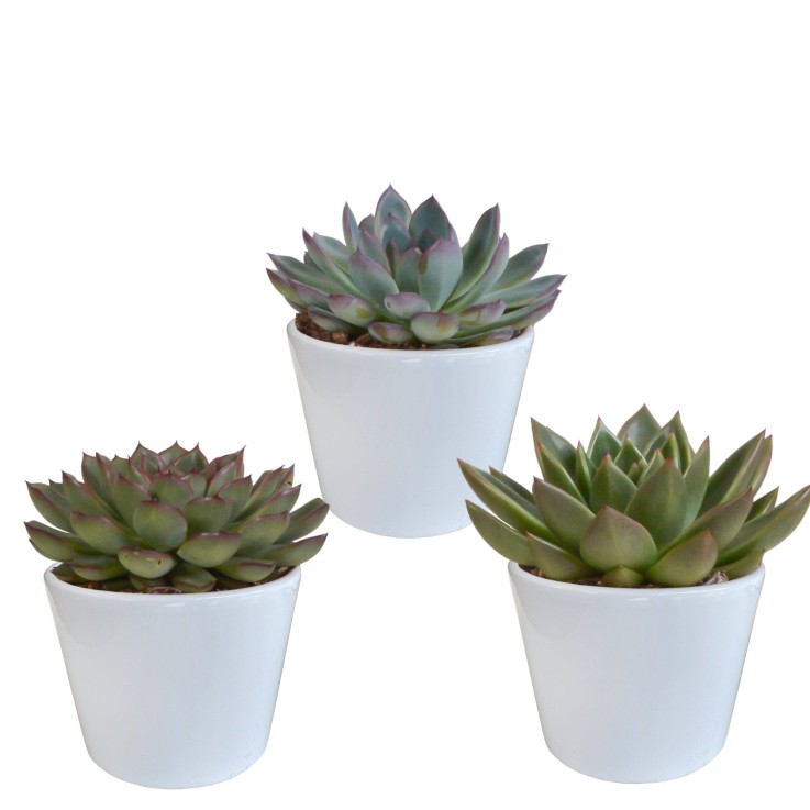 Coffret cadeau echeveria et ses caches-pots blancs - Lot de 3 plantes, h21cm