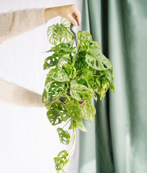 Monstera Monkey Leaf