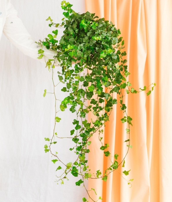 Hedera Lierre tombant