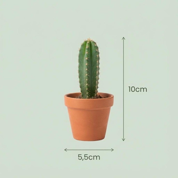 Mix mini Cactus - Pot terracota inclus -  18