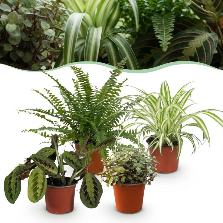 Pack 4 plantes pets friendly