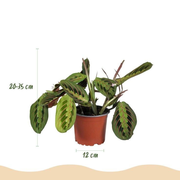 Pack 4 plantes pets friendly