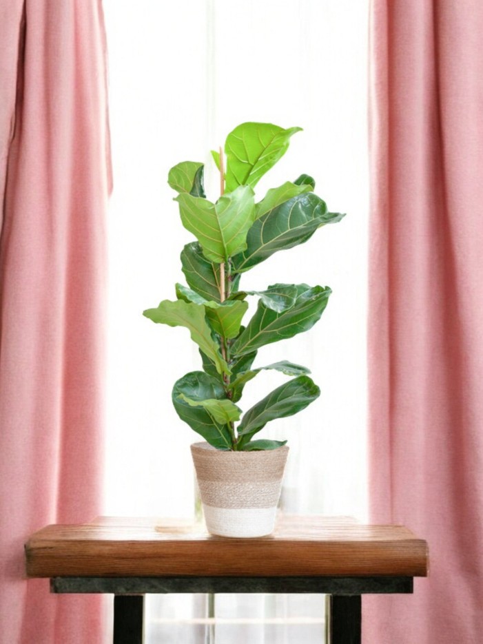 Ficus Lyrata et son pot -  Panier naturel