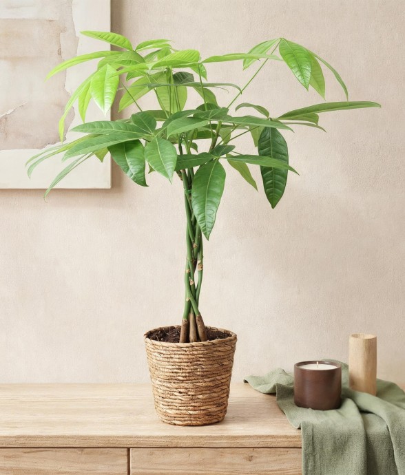 Pachira Aquatica -  1