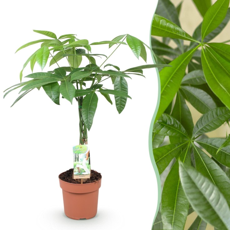 Pachira Aquatica -  1