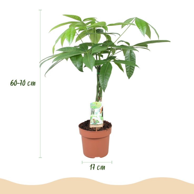 Pachira Aquatica -  1