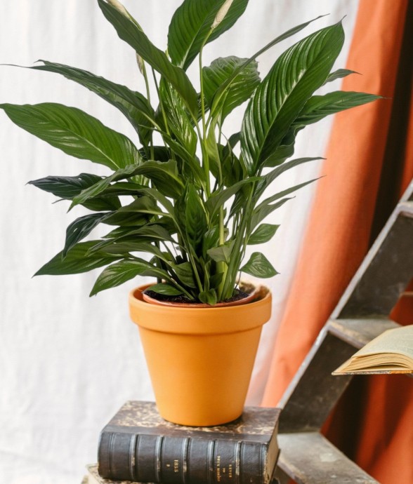 Spathiphyllum Vivaldi