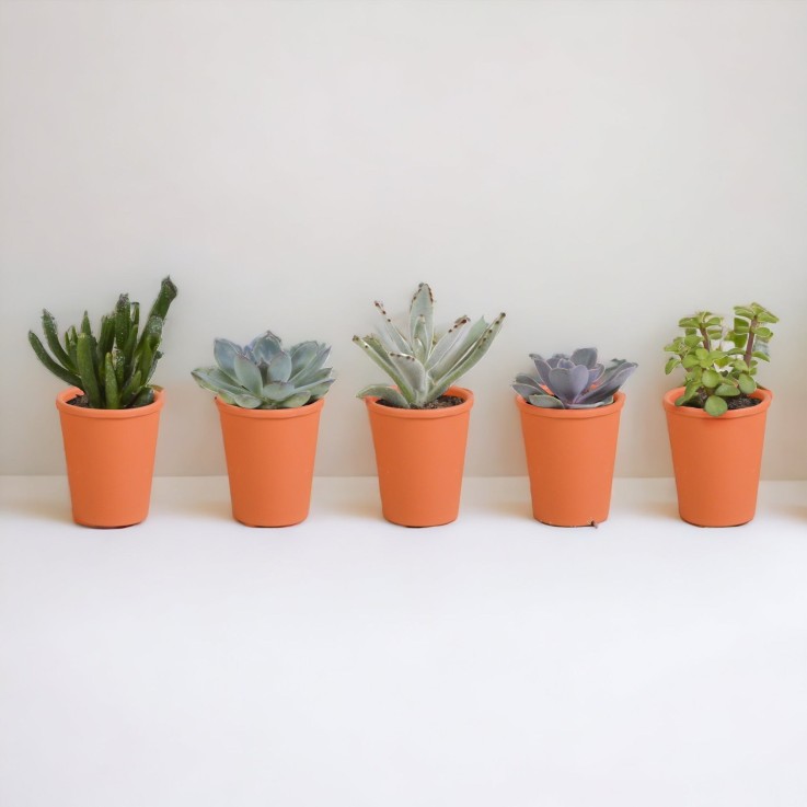 Coffret de 15 cactus et succulente + caches-pots terracotta