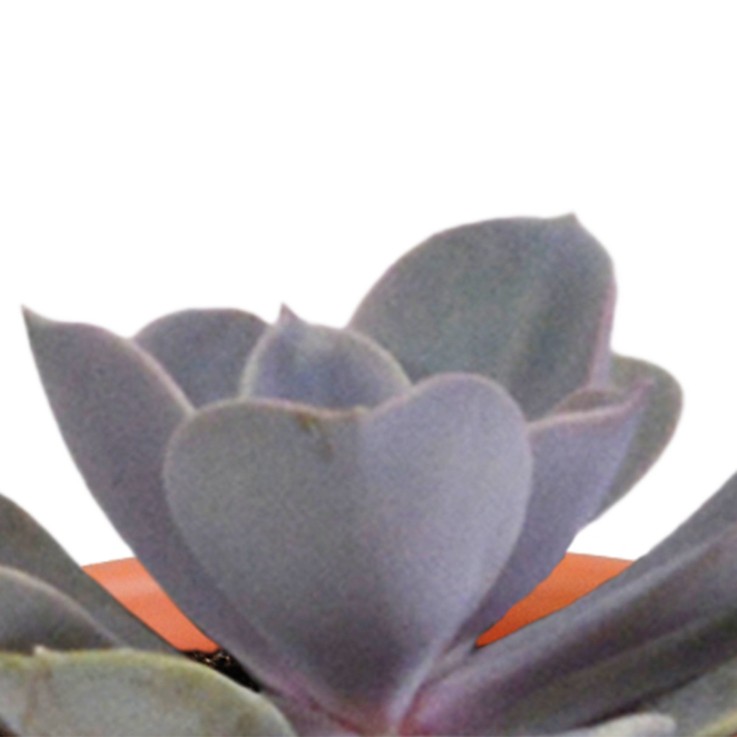 Coffret de 15 cactus et succulente + caches-pots terracotta