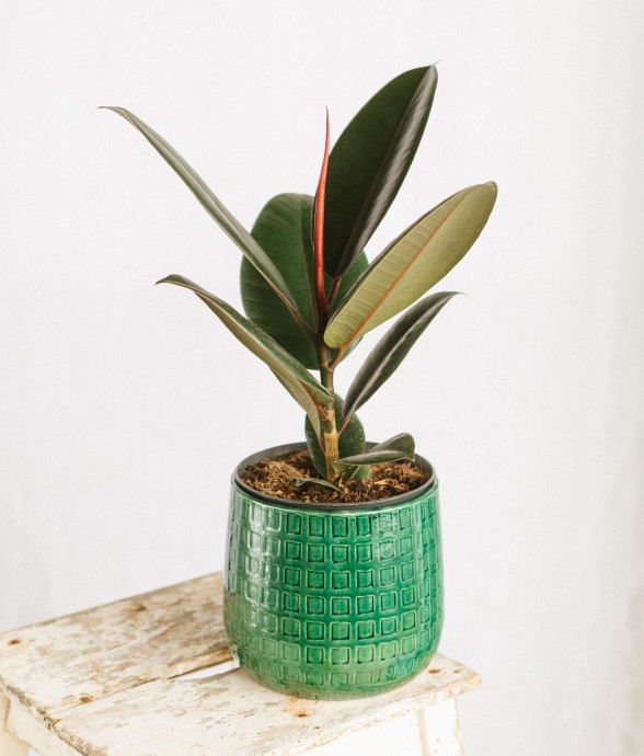 Ficus Elastica robusta