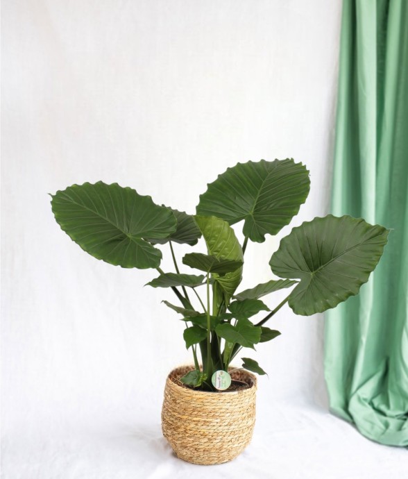 Alocasia Gageana California