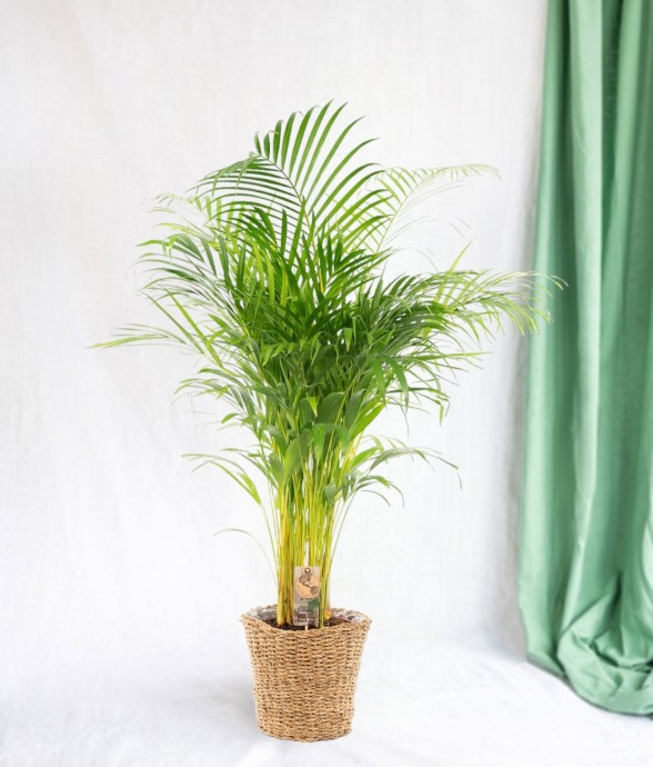 Grand Palmier Areca et son...