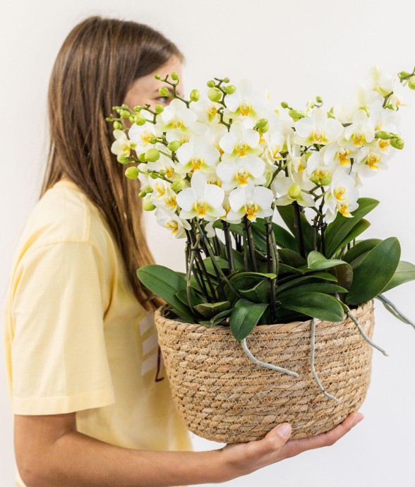 Set de 3 orchidées blanches...