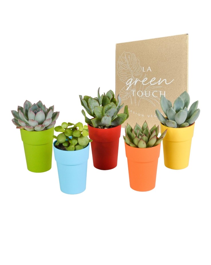 Mix de 5 succulentes et leurs caches-pots colorés h16cm