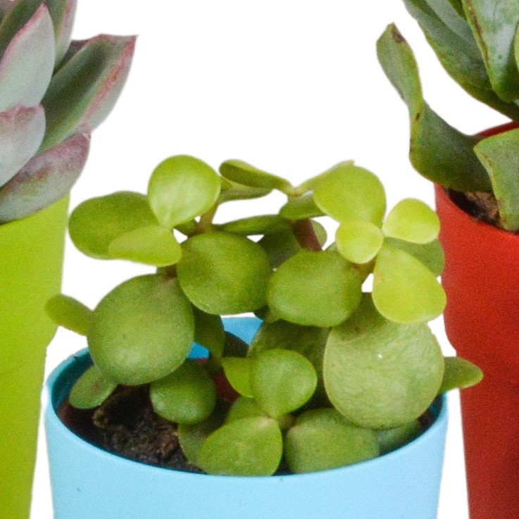 Mix de 5 succulentes et leurs caches-pots colorés h16cm